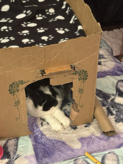 Fluffy bunnysticks her floofy paws out while sitting in a cardboard house