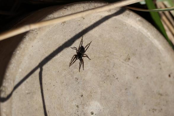 A photo of a spider basking in spring sunshine.