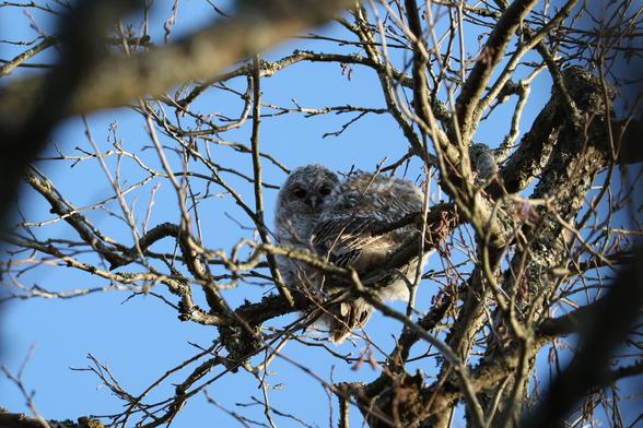 A photo of two tawny owl chicks perching high in the trees.