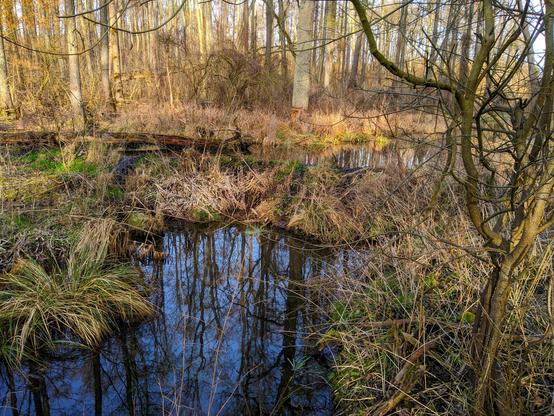 Tama widziana od strony niskiego stanu wody. Zbudowana z gałęzi i patyków porośniętych trawą. W wodzie odbijają się drzewa bez liści i niebieskie niebo. W tle las.