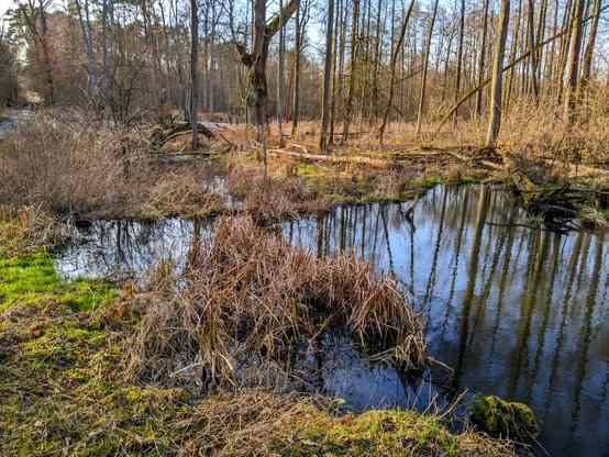 Tym razem widok od strony wysokiego stanu wody. Przy brzegu z wody wystaje kępa suchej trawy. Poniżej tamy jest zalany las z przewróconymi drzewami.