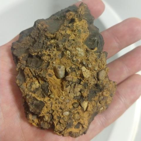 Orange sand an pebbles stuck to one side of a piece of black rock. It looks like this would be the outside of a partially hollow rock. The piece measures about 10 cm across.