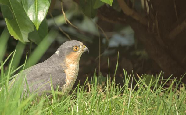 Un épervier d'Europe, rapace de la taille d'un pigeon avec un plumage gris sur le dessus de la tête, le dos et les ailes, un cou et une poitrine claire et striée, des yeux jaunes et un bec crochu. L'oiseau dépasse des hautes herbes.