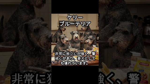 ケリーブルーテリアのかわいい生態、雑学【犬】#dog #dogshortsvideo #いぬ #イヌ #犬 #子犬  #かわいい #雑学 #豆知識 #解説