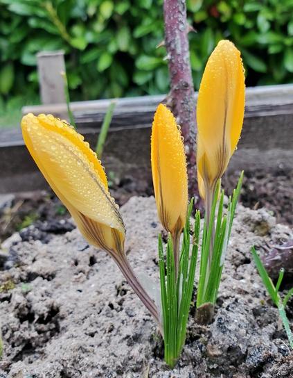 A close up of three yellow crocus buds emerging from the soil in a garden. The buds are tightly closed & covered in tiny rain water droplets. The green shoots of the plant stand straight, contrasting with the pale brown soil.