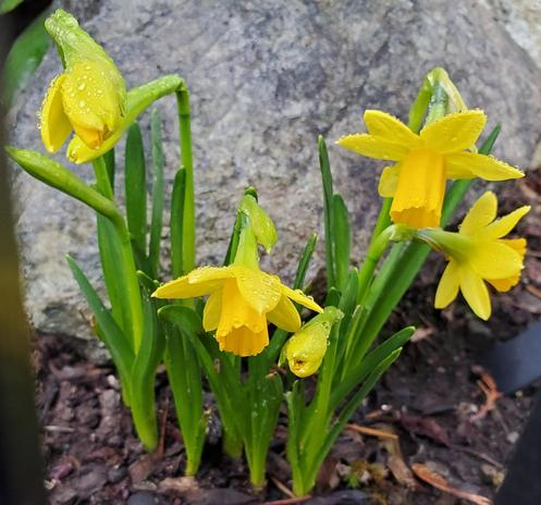 A small cluster of bright yellow mini daffodils, some fully open & some still in bud, covered with rain water droplets.