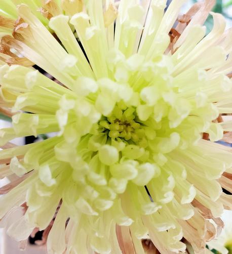 Close-up shot looking directly into the center of a chrysanthemum flower. The petals are a pale, creamy green hue, densely packed & slightly curved inwards, creating a rounded shape emphasizing the flower center. Some petals exhibit signs of fading, with tips turning brown, signaling the flower's aging process. The flower fills the whole image, with the background only lightly blurred.