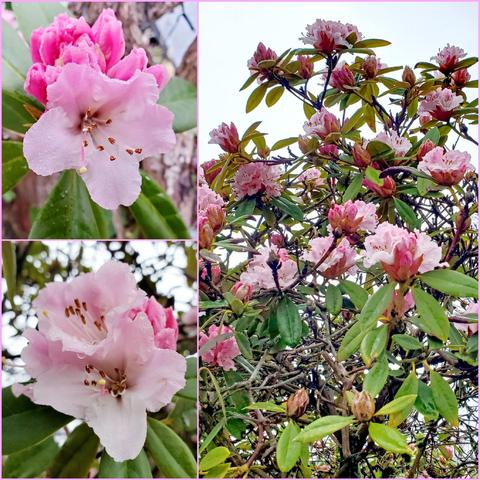 The image is a multi-panel collage showcasing various views of pink rhododendron flowers. The top left & bottom left panels feature close-up views of individual blossoms, revealing petals that transition from deep pink at the bud to a softer, almost white shade near the center. Dewdrops adorn the petals. The large panel on the right displays a wider view of a rhododendron bush, densely covered with blooms & buds, amid green leaves & tangled branches silhouetted against a pale sky.