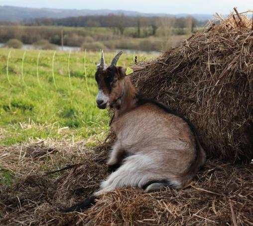 Une chèvre semi allongée sur des bottes de foin. La chèvre est marron clair, un liseré noir sur le dos, le museau blanc et le dessous des cornes noir.  Les cornes font une 15aine de cm de long. 
Derrière le foin on voit l'herbe bien verte, la clôture verte aussi, et le paysage au loin.