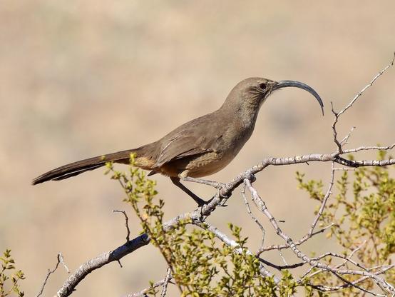 A brown bird with a long beak perched on a branch, showcasing its elegant features in a natural setting.