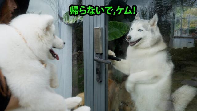 3日間一緒に過ごしたサモエドの子犬と別れたくないハスキーの切ない姿