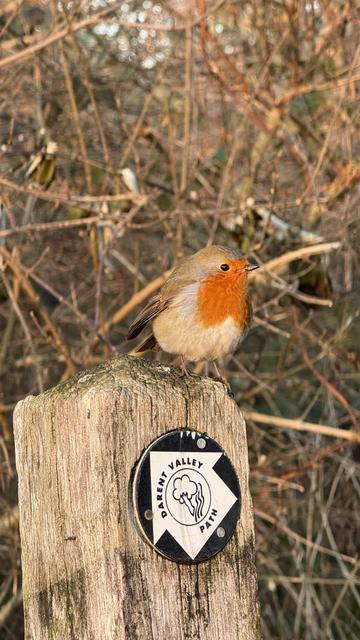 A robin redbreast perches on a stump with a thicket of brown branches in the background. His red breast is gloriously bright and proud. The stump has a sign with an arrow saying "Darent Valley Path"