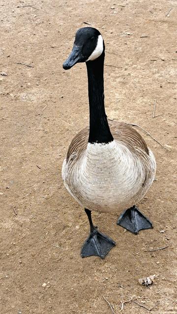 The Canada Goose of Prospect Park.
This work is licensed under CC BY-ND 4.0. To view a copy of this license, visit https://creativecommons.org/licenses/by-nd/4.0/