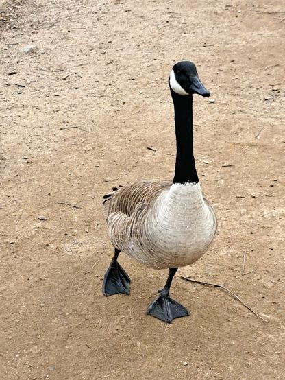 The Canada Goose of Prospect Park.
This work is licensed under CC BY-ND 4.0. To view a copy of this license, visit https://creativecommons.org/licenses/by-nd/4.0/
