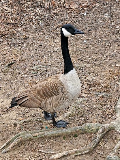 The Canada Goose of Prospect Park.
This work is licensed under CC BY-ND 4.0. To view a copy of this license, visit https://creativecommons.org/licenses/by-nd/4.0/