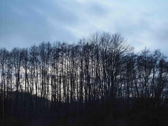 The image shows a silhouette of a forest with tall, leafless trees. The sky in the background is cloudy with a hint of light, suggesting early morning or late evening. The overall mood of the image is serene and quiet.