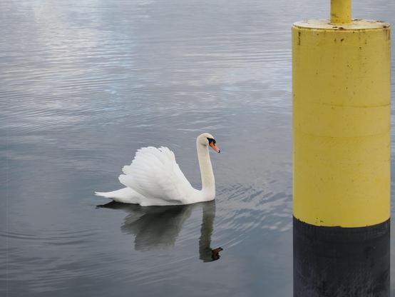 The image shows a swan swimming in calm water near a large yellow and black buoy.