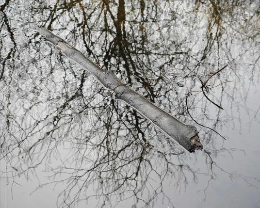 The image shows a piece of wood or a stick floating on water. The surface of the water reflects the intricate branches of trees, creating an intricate pattern. The overall mood is calm and natural.