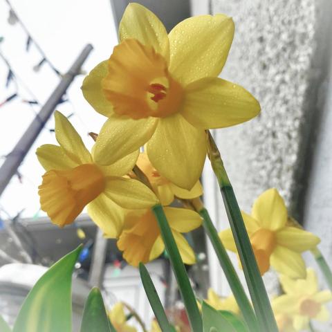A close-up of several bright yellow daffodils, their petals glistening with tiny water droplets. The flowers have darker orange centers. Green stems stand upright.