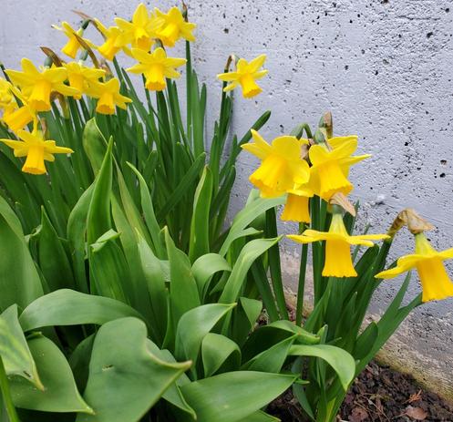 A close-up of a cluster of vibrant yellow daffodils growing along the base of a textured gray concrete wall. The daffodils are in various stages of bloom, with some in full flower showcasing their trumpet-shaped centers & six-petaled corollas. Lush green foliage surrounds the flowers, creating a contrast between the colors & textures. A small patch of soil with scattered leaves can be seen at the very bottom of the image. Some of the daffodils are wilting.