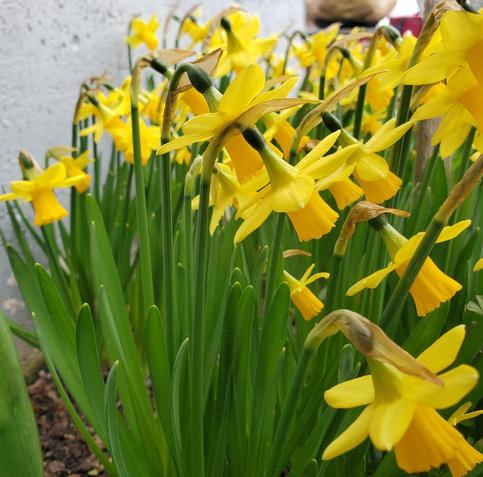 A cluster of vibrant yellow daffodils bursts forth with their trumpet-shaped centers amidst a mass of slender, green stems & leaves. The flowers, in various stages of bloom, lean forward.