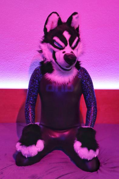 A person wearing a black and white husky fursuit sits on a bed against a textured wall illuminated by pink and purple lighting. The fursuit features pointed ears, bold black markings around the eyes, and a fluffy white mane. The individual is dressed in a form-fitting black dhb wetsuit with blue speckled sleeves. Their hands are covered in large, furry black and white paws with visible claws. The setting appears to be indoors, with a wooden headboard visible behind them.