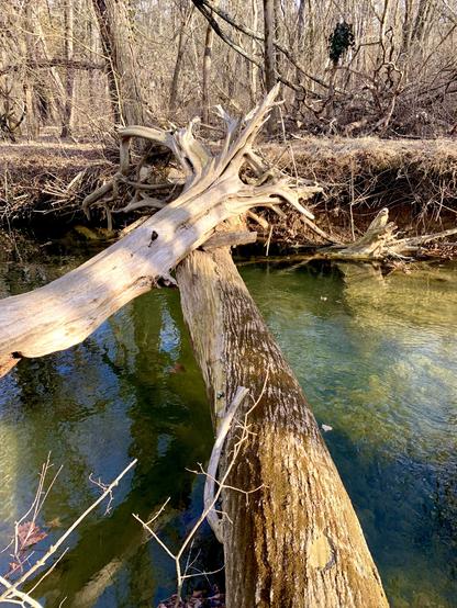 Fallen trees are crossing the small stream surrounded by woods. The water under the trees are deeper and has green hues. The far bank is lined with trees.