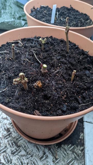 A pot with half a dozen cuttings planted in soil, barely anything sticking out. That's apparently how you're supposed to plant the winter cuttings ("Steckhölzer" in German).