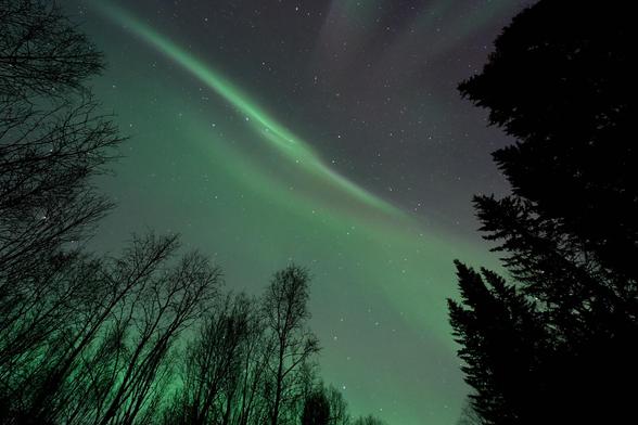Aurora cutting a sway between stands of pine and birch.