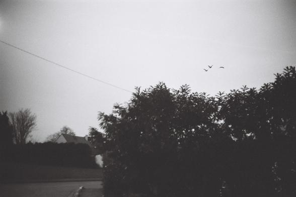 Black and white photography of three birds flying over trees.