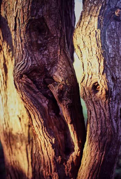 Portrait format colour photo of a split tree trunk (or two tree trunks close together with afternoon sun coming from the left. With a little imagination you could see this as the heads of two elephants facing one another!