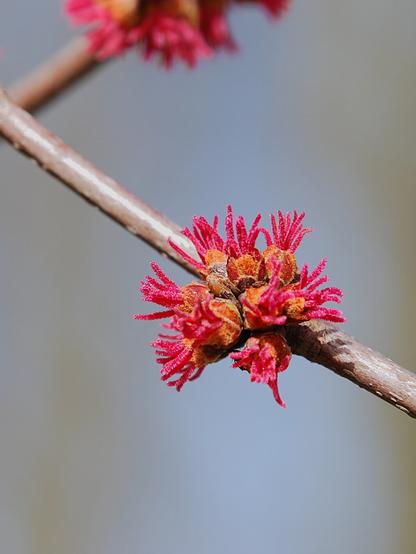Großaufnahme einer Rispe mit roten kleinen Ahornblüten