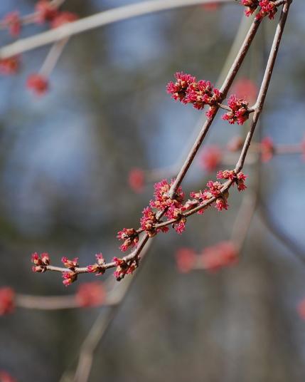 Ein herabhängender Zweig mit roten Ahornblüten