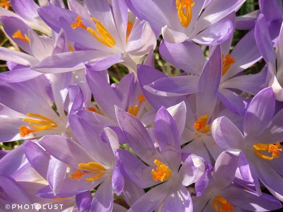 Farbfoto von lilafarbenen Krokussen.