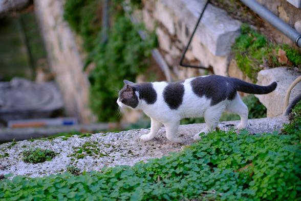 Photo of a white cat with grey spots balancing on an ancient wall in an archeological site in Athens.