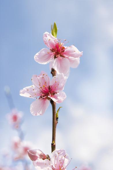 Due fiori di cliiegio su un ramo disposto in verticale, sullo sfondo uniforme del cielo.
