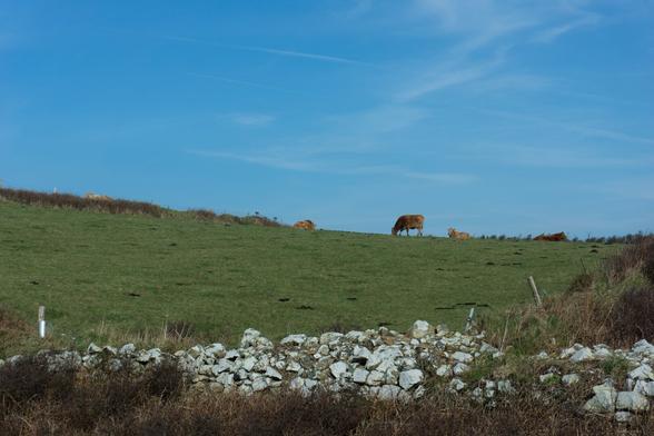des vaches à l'aise dans leur champ