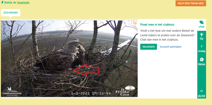 Screenshot of a webcam image of two white tailed eagles (very big birds with white heads) in a very big nest with two very small (in relative terms) eggs laying in the nest. A red arrow points to the eggs.