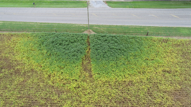 Image of a field next to a roadway with a light mast. The plants nearest the light are green, the plants further away are brown. A brown area corresponding to the shadow of the mast extends to the bottom of the image.
