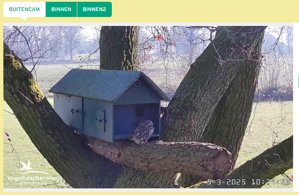 Screenshot of a webcam showing a blue birdhouse with a small owl (a Little Owl) perched in front. Owl is viewed from the side of its body, with head turned toward the camera.