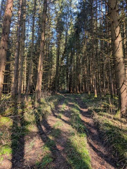 Muddy forest path with sunlight shining through the trees.