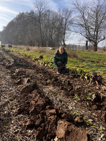 Eine Frau mit grüner Jacke kniet in einem Gemüsegarten und erntet Schwarzwurzeln