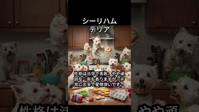 シーリハムテリアのかわいい生態、雑学【犬】#dog #dogshortsvideo #いぬ #イヌ #犬 #子犬  #かわいい #雑学 #豆知識 #解説
