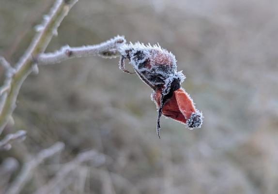 A close-up photograph of two frost-covered rosehips hanging from a thin, thorny branch. The rosehips are partially red, with a dark, almost black area, indicating decay or bruising. They are heavily coated in frost, which highlights the texture and the spiky thorns on the branch. The background is a soft, blurred mix of pale browns and grays, suggesting a natural outdoor setting with a shallow depth of field.