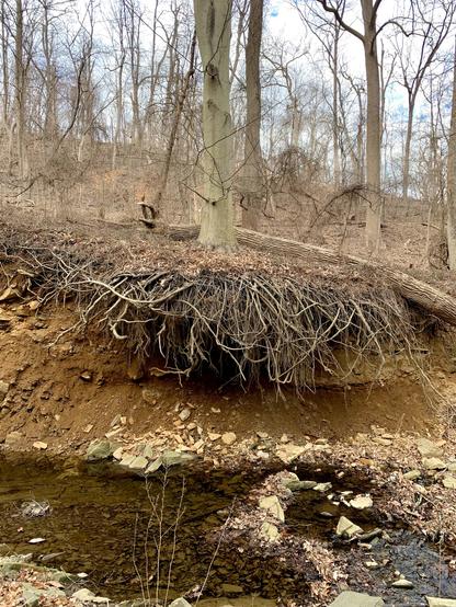 A tree stands at the edge of the stream bank, its roots spreading out, with half of them hanging over the water below.