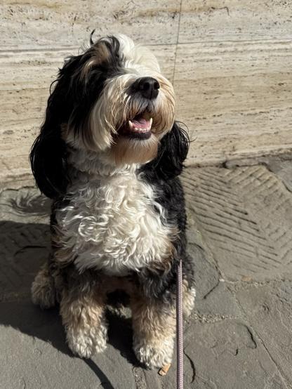 A fluffy tricolor (black/white/brown) mini-bernedoodle sits in the sun