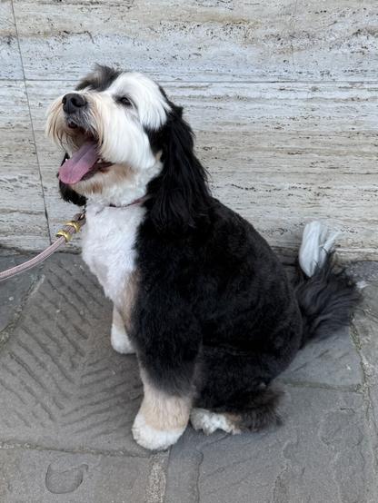 A freshly groomed tricolor (black/white/brown) mini-bernedoodle sits smiling with their tongue sticking out