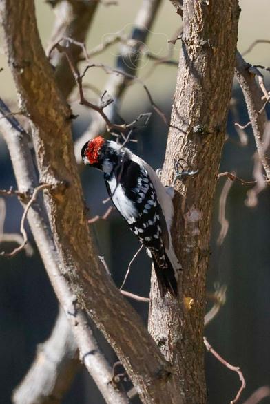 A male downy woodpecker hanging out in a bare tree, viewed from behind.