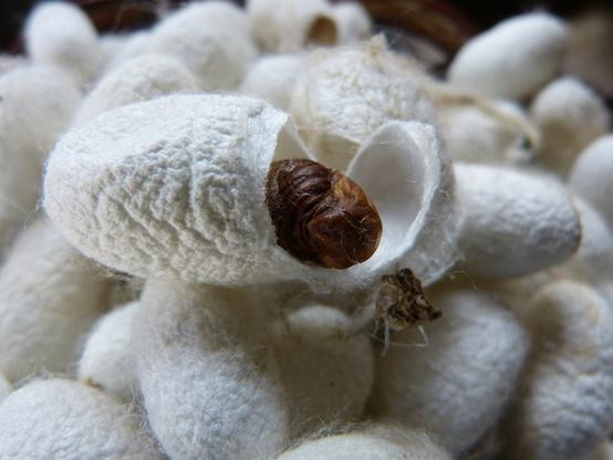 "#Social #Cocooning" - the "new #desire for #solitude" or "#cultivated #aloneness"