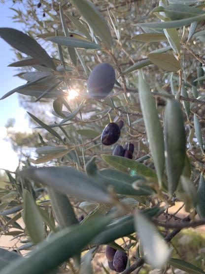 Photo d'olivier en gros plan avec des olives noires en premier plan. Le soleil couchant du mois de novembre dans le Sud-Est de la France passe à travers les branches.